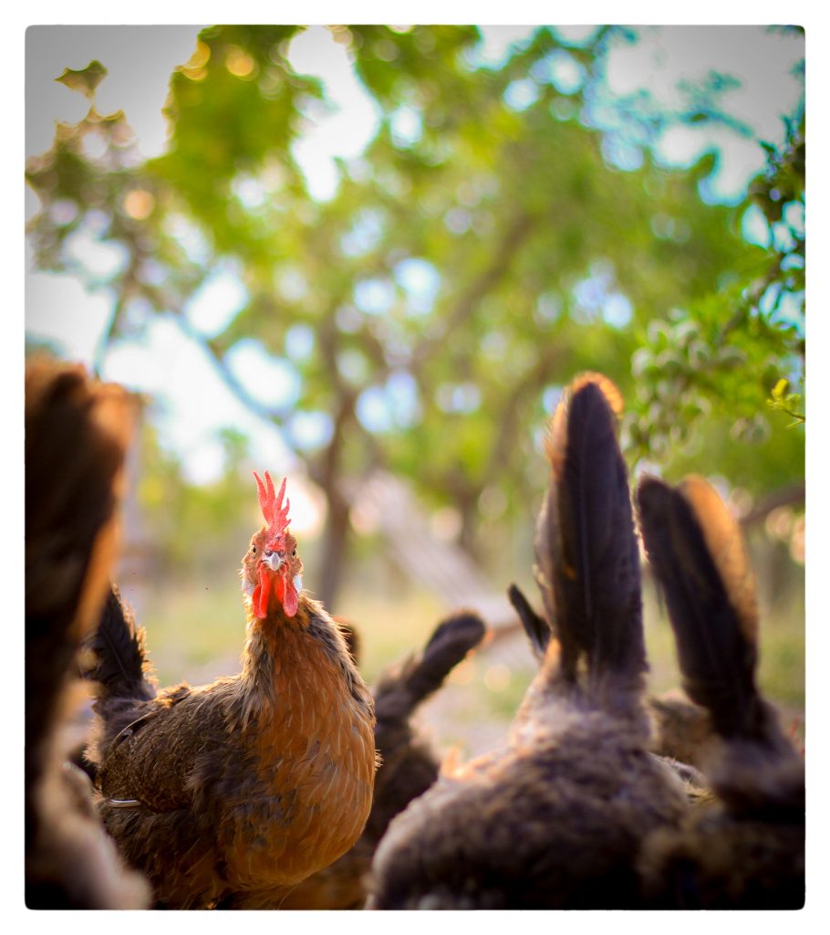 Foto de Gallina mirando a camara
