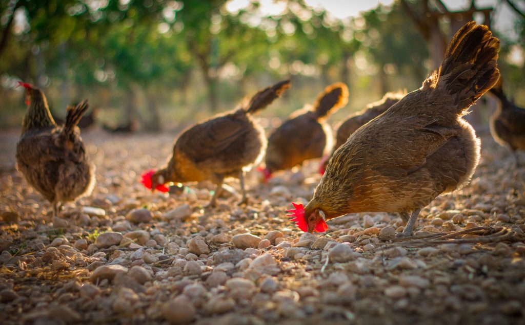 Foto Gallinas picoteando