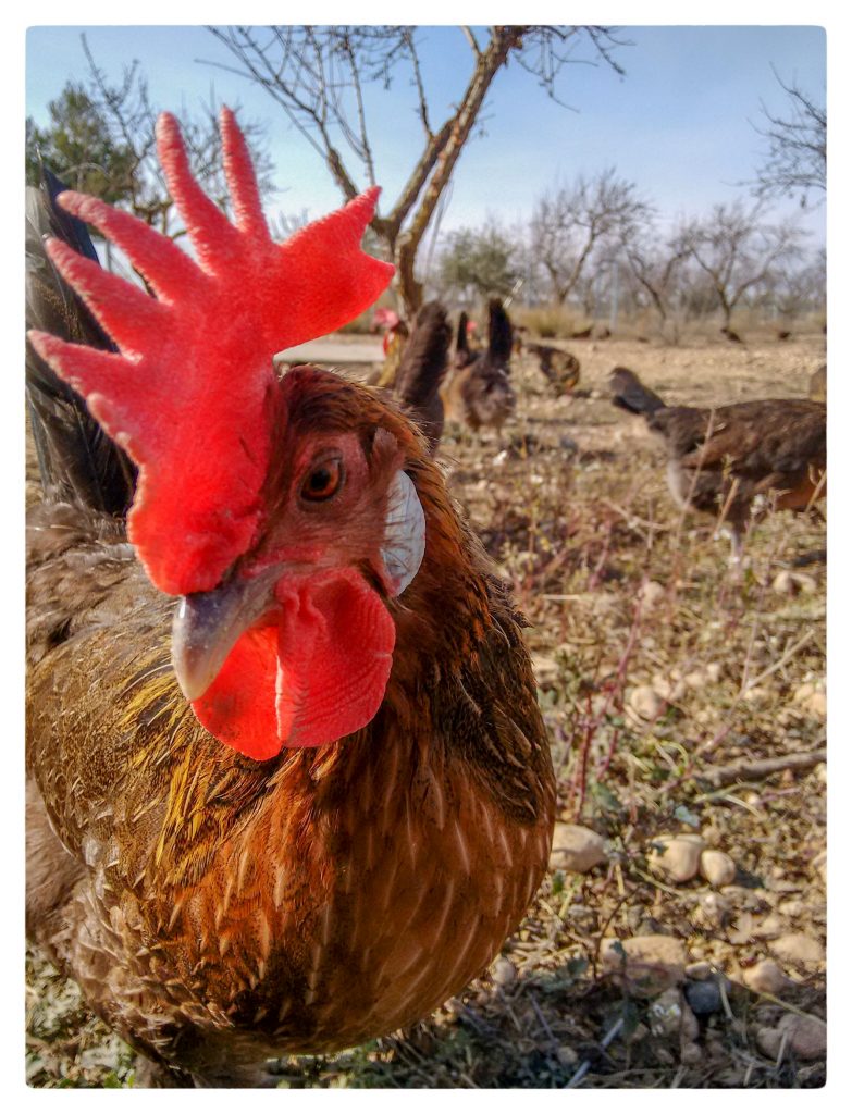 Foto primer plano de gallina
